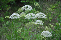 Cicuta Maculata Flower seeds for Planting Garden Favorite Heirloom & GMO Free Seeds for Home Garden