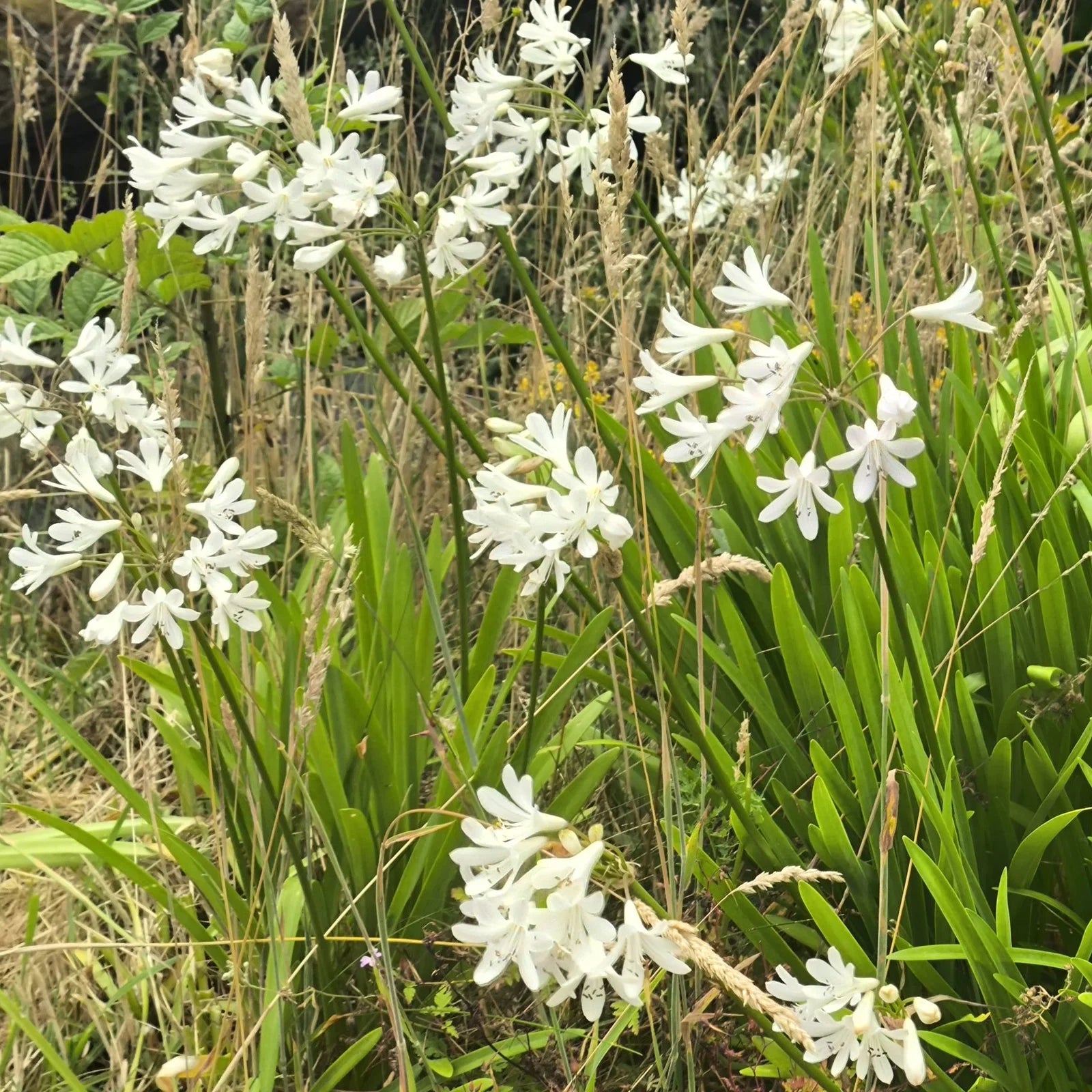 White Agapanthus Flower Seeds for Planting - Stunning Perennial Blooms