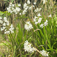 White Agapanthus Flower Seeds for Planting - Stunning Perennial Blooms