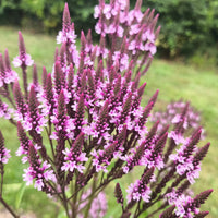 Verbena Rosa Spiers Seeds for Bright Pink Verbena Flowers