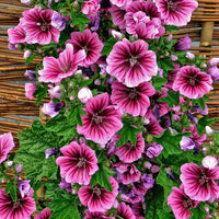 Heirloom Mallow Flower seeds for Planting Cottage Garden Essential Heirloom & GMO Free Seeds for Home Garden