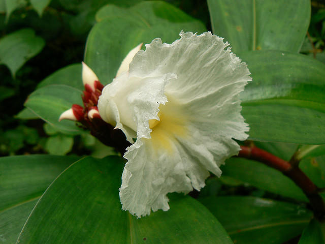 Costus Speciosus Flower seeds for Planting Compact Growth Heirloom & GMO Free Seeds for Home Garden 
 
 Sale