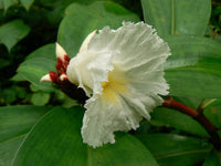 Costus Speciosus Flower seeds for Planting Compact Growth Heirloom & GMO Free Seeds for Home Garden 
 
 Sale