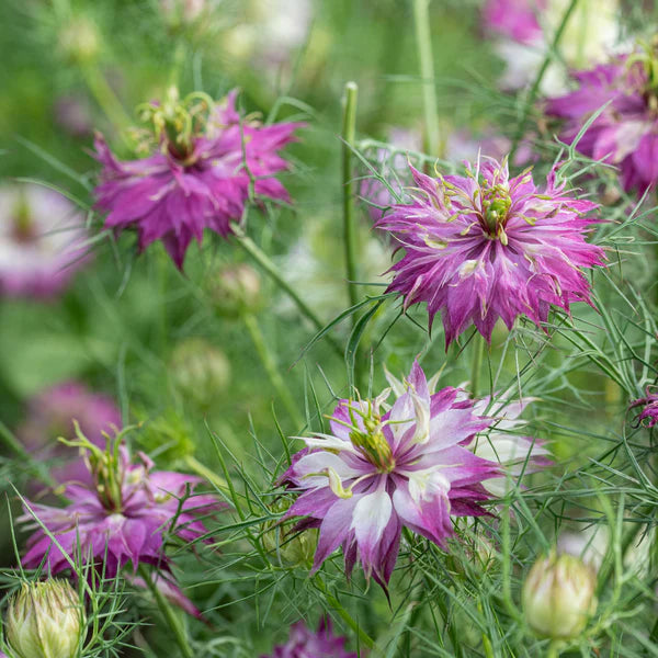 Pink Nigella Damascena Seeds for Planting - Annual Flower Seeds for Spring Gardening