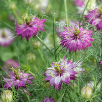 Pink Nigella Damascena Seeds for Planting - Annual Flower Seeds for Spring Gardening