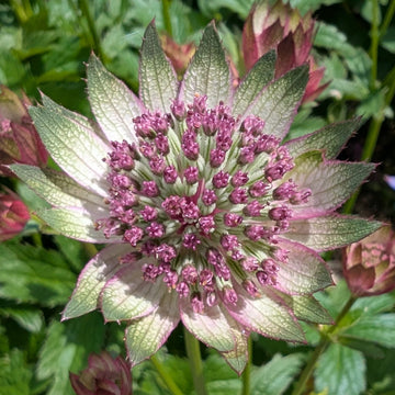 Blue Masterwort Seeds for Planting  Astrantia Major Flowers