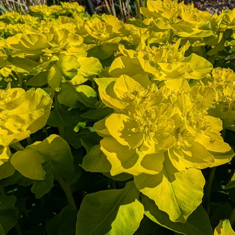 Euphorbia Lathyris Flower seeds for Planting - Sun Loving, Heirloom & GMO Free Seeds for Home Garden