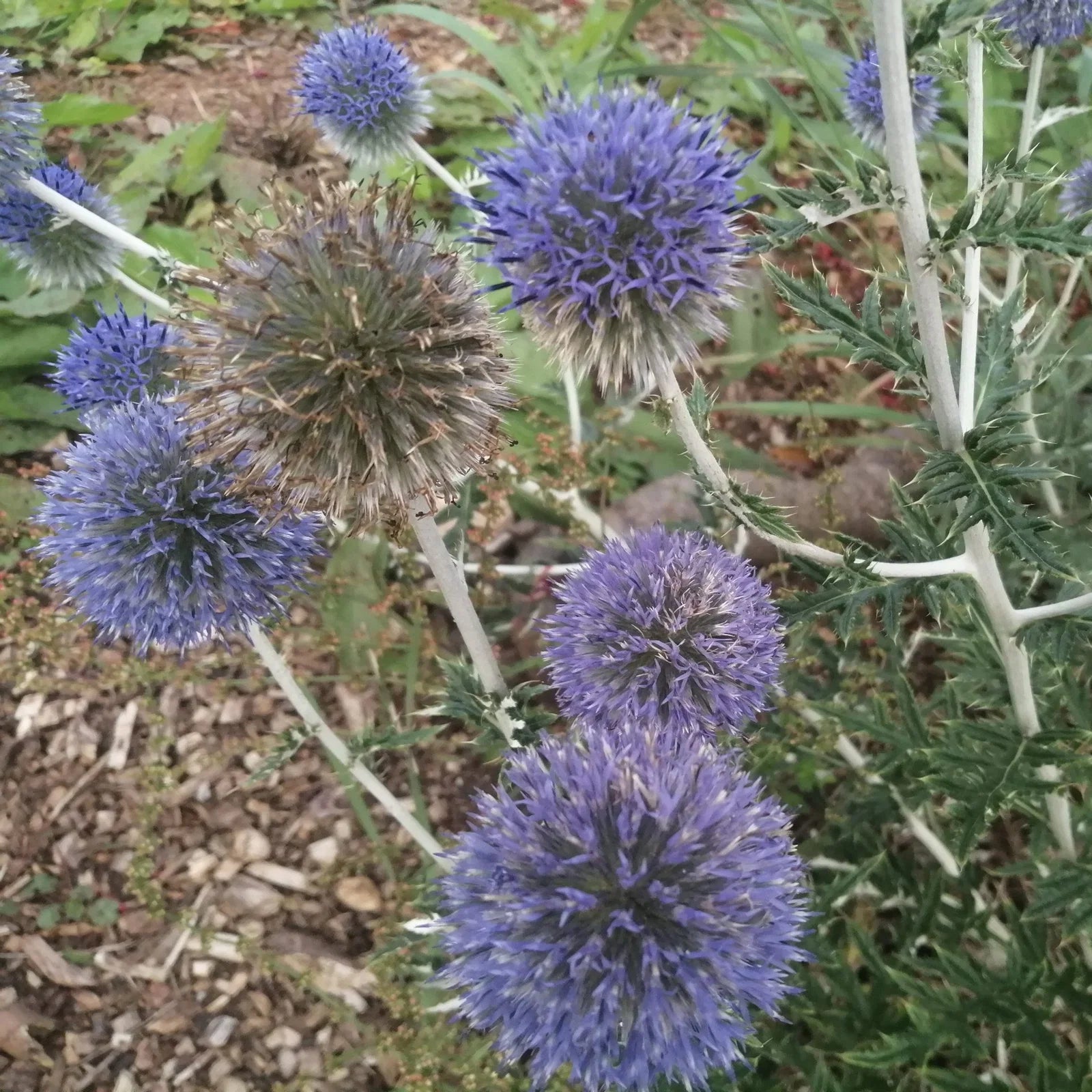 Blue Ritro Flower seeds for Planting - Seasonal Bloomer, Heirloom & GMO Free Seeds for Home Garden