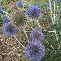 Blue Ritro Flower seeds for Planting - Seasonal Bloomer, Heirloom & GMO Free Seeds for Home Garden