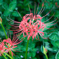 Lycoris Radiata Flower seeds for Planting Shade Tolerant Heirloom & GMO Free Seeds for Home Garden 
 
 Sale