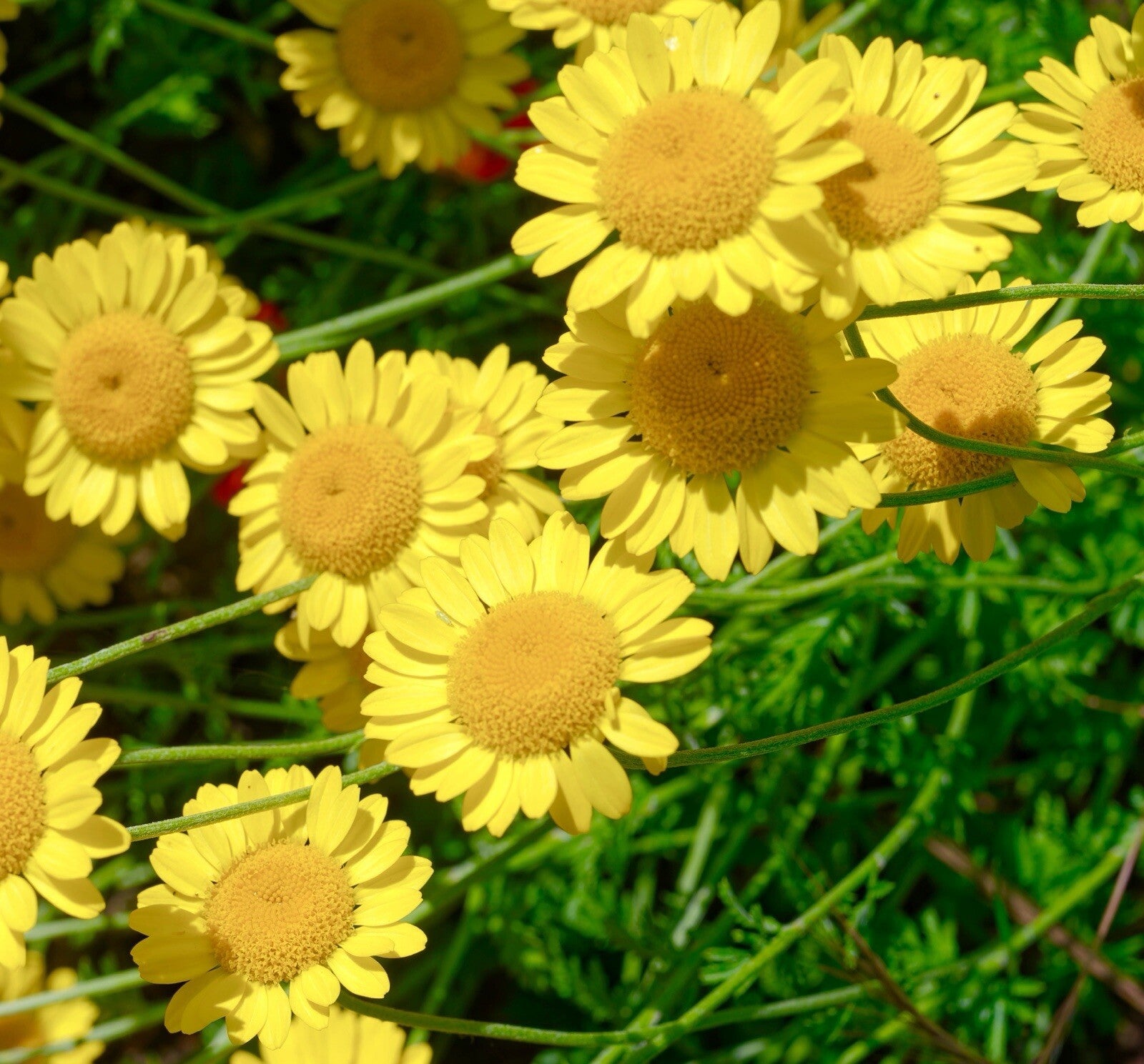 Light Yellow Bellis Perennis Flower seeds for Planting Colorful Display Heirloom & GMO Free Seeds for Home Garden
 
 Sale