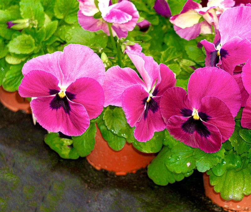 Pansy Swiss Flower seeds for Planting Hardy Variety Heirloom & GMO Free Seeds for Home Garden