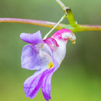 Parrot Orchid Flower seeds for Planting Compact Growth Heirloom & GMO Free Seeds for Home Garden 
 
 Sale for planting in home garden