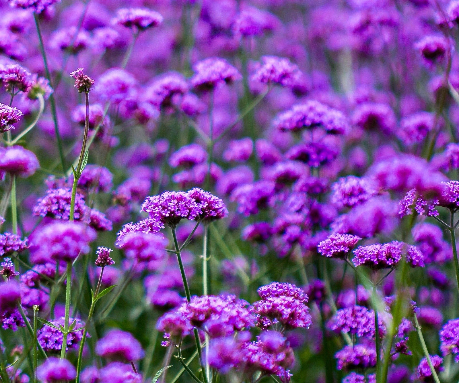 Purple Verbena Tenuisecta Flower seeds for Planting - Drought Tolerant, Heirloom & GMO Free Seeds for Home Garden