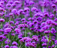 Purple Verbena Tenuisecta Flower seeds for Planting - Drought Tolerant, Heirloom & GMO Free Seeds for Home Garden