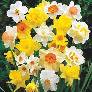 Mixed Double Petals Narcissus Daffodil Flower Seeds for Planting Easy to Grow Heirloom & GMO Free Seeds for Home Garden
 
 Sale