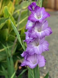 White Purple Gladiolus Flower seeds for Planting - Perfect for Borders, Heirloom & GMO Free Seeds for Home Garden