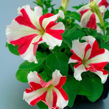 White & Red Petunia Flower seeds for Planting - Easy to Grow, Heirloom & GMO Free Seeds for Home Garden