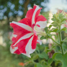 White & Red Petunia Flower seeds for Planting - Easy to Grow, Heirloom & GMO Free Seeds for Home Garden