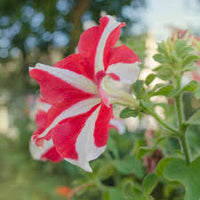 White & Red Petunia Flower seeds for Planting - Easy to Grow, Heirloom & GMO Free Seeds for Home Garden