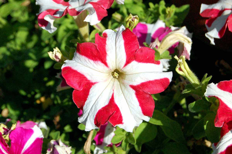 White and Red Petunia Seeds for Beautiful Garden Planting