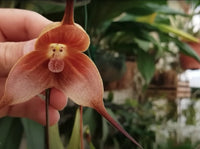Monkey Orchid Flower seeds for Planting Drought Tolerant Heirloom & GMO Free Seeds for Home Garden
