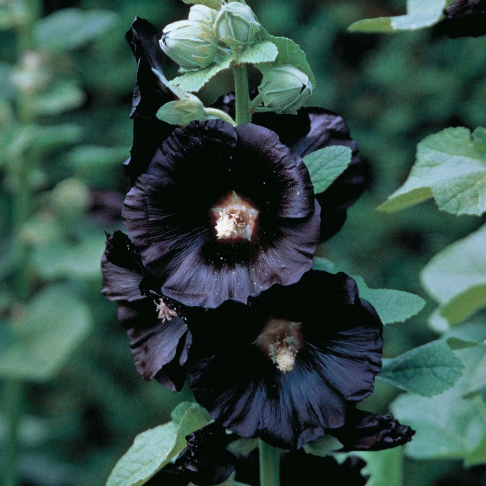 Black Hollyhock Flower seeds for Planting Shade Tolerant Heirloom & GMO Free Seeds for Home Garden 
 
 Sale