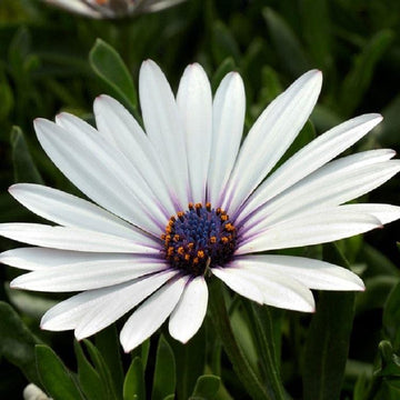 Osteospermum White Flower seeds for Planting - Fragrant Blossoms, Heirloom & GMO Free Seeds for Home Garden
