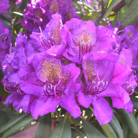 Purple Rhododendron Flower seeds for Planting - Garden Favorite, Heirloom & GMO Free Seeds for Home Garden
