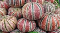 Brown Dew Melon Seeds for Planting