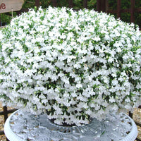 Lobelia Pendula White Lady Cascade Flower seeds for Planting - Long Bloom Season, Heirloom & GMO Free Seeds for Home Garden