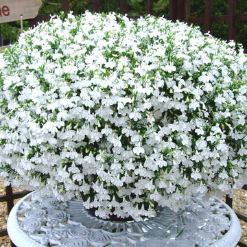 Lobelia Pendula White Lady Cascade Flower seeds for Planting - Long Bloom Season, Heirloom & GMO Free Seeds for Home Garden