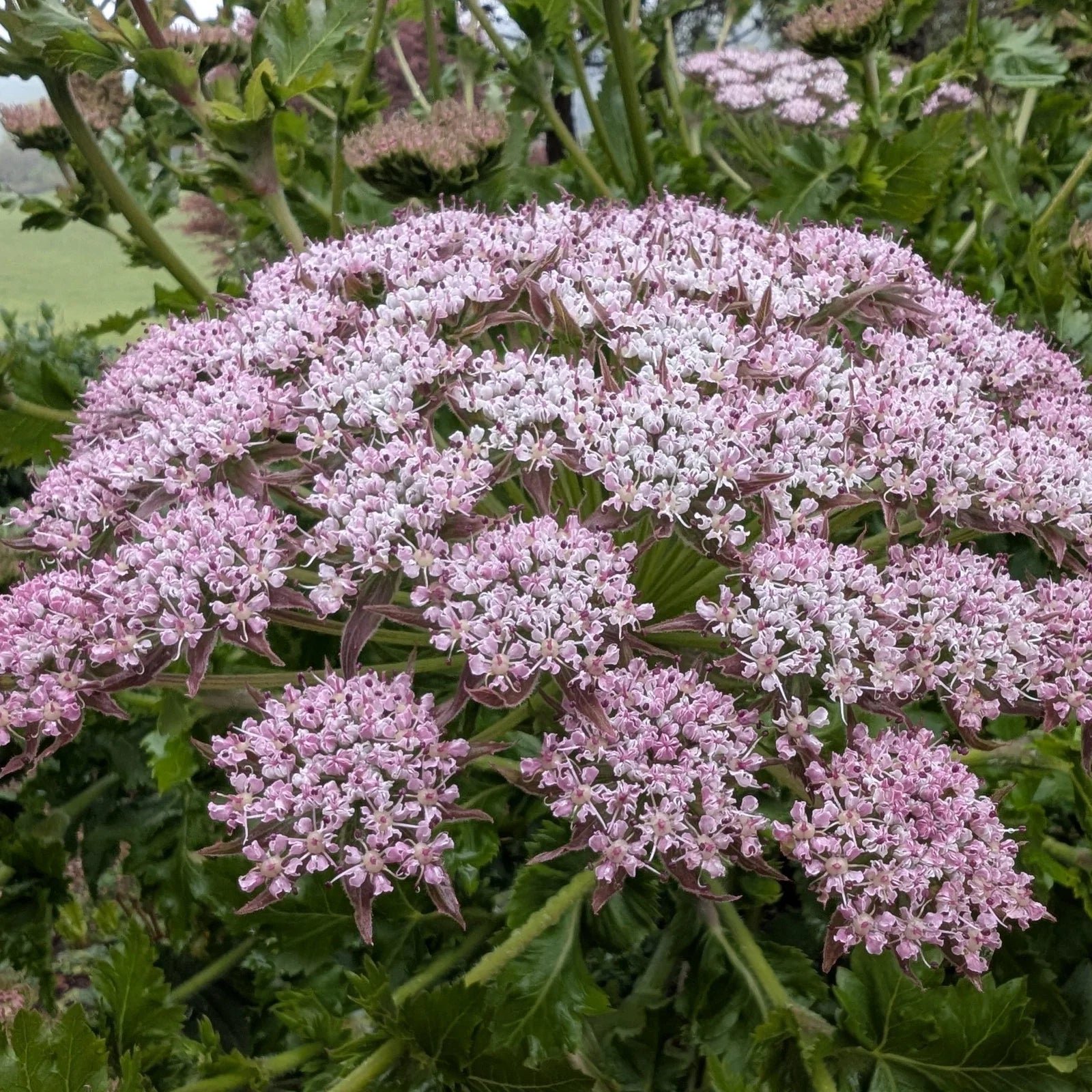 Chaerophyllum Flower seeds for Planting - Easy to Grow, Heirloom & GMO Free Seeds for Home Garden