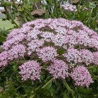 Chaerophyllum Flower seeds for Planting - Easy to Grow, Heirloom & GMO Free Seeds for Home Garden