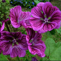 Casa Malva Flower Seeds Planting Pack