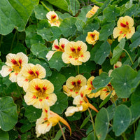 Nasturtium Flower seeds for Planting - Perfect for Borders, Heirloom & GMO Free Seeds for Home Garden