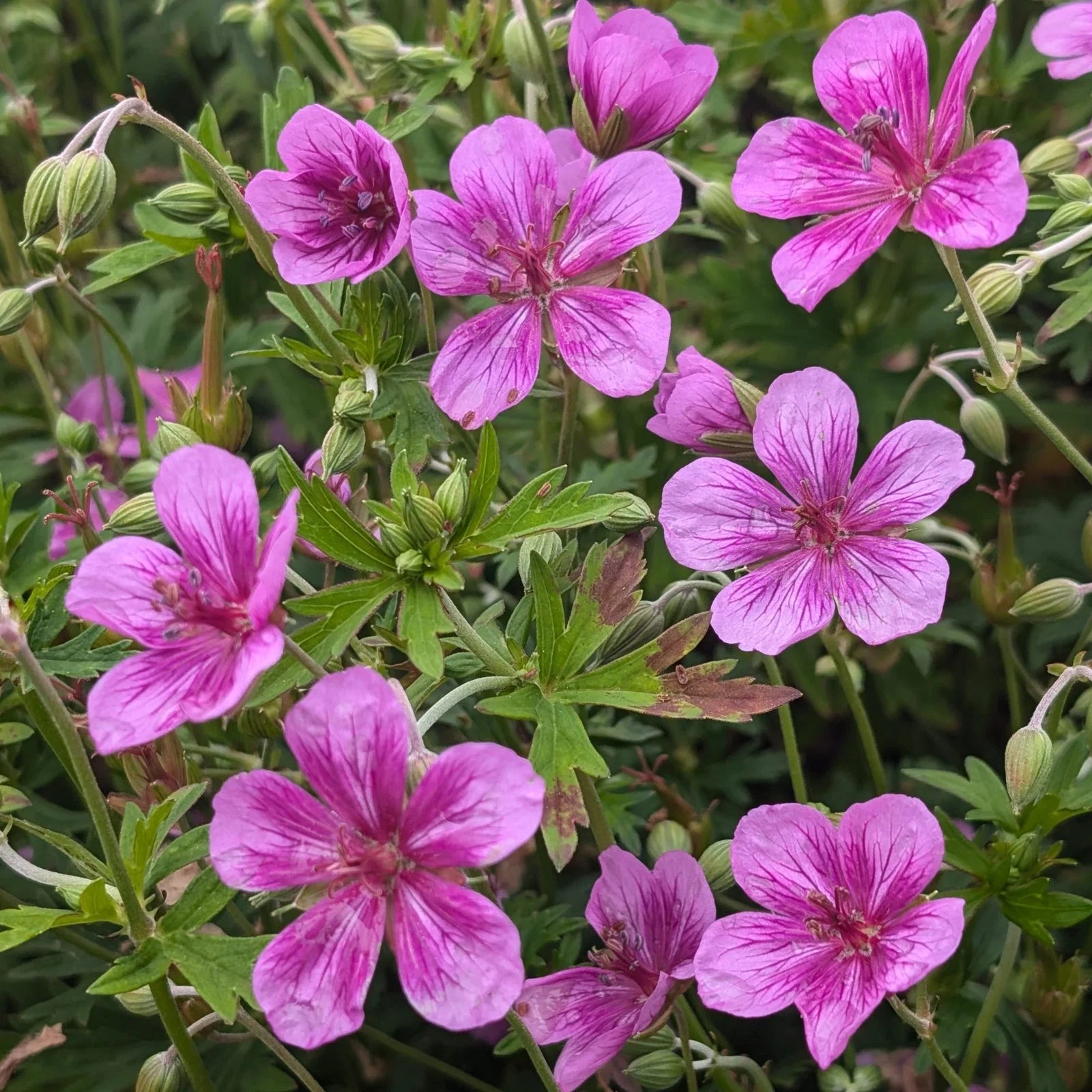 Light Violet Red Geranium Flower Seeds for Planting Easy to Grow Heirloom & GMO Free Seeds for Home Garden
 
 Sale