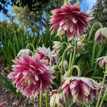 Aquilegia Seeds for Planting home garden flower bed