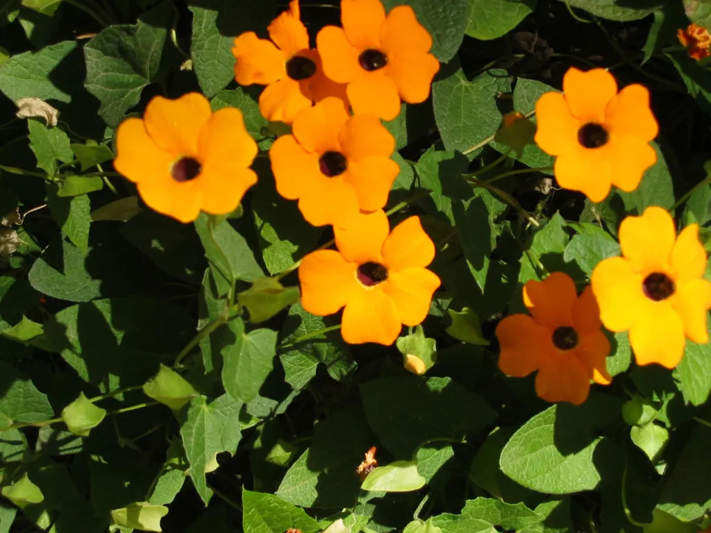 Black Eyed Susan Vine Seeds – Fast-Growing Flower for Bees and Butterflies