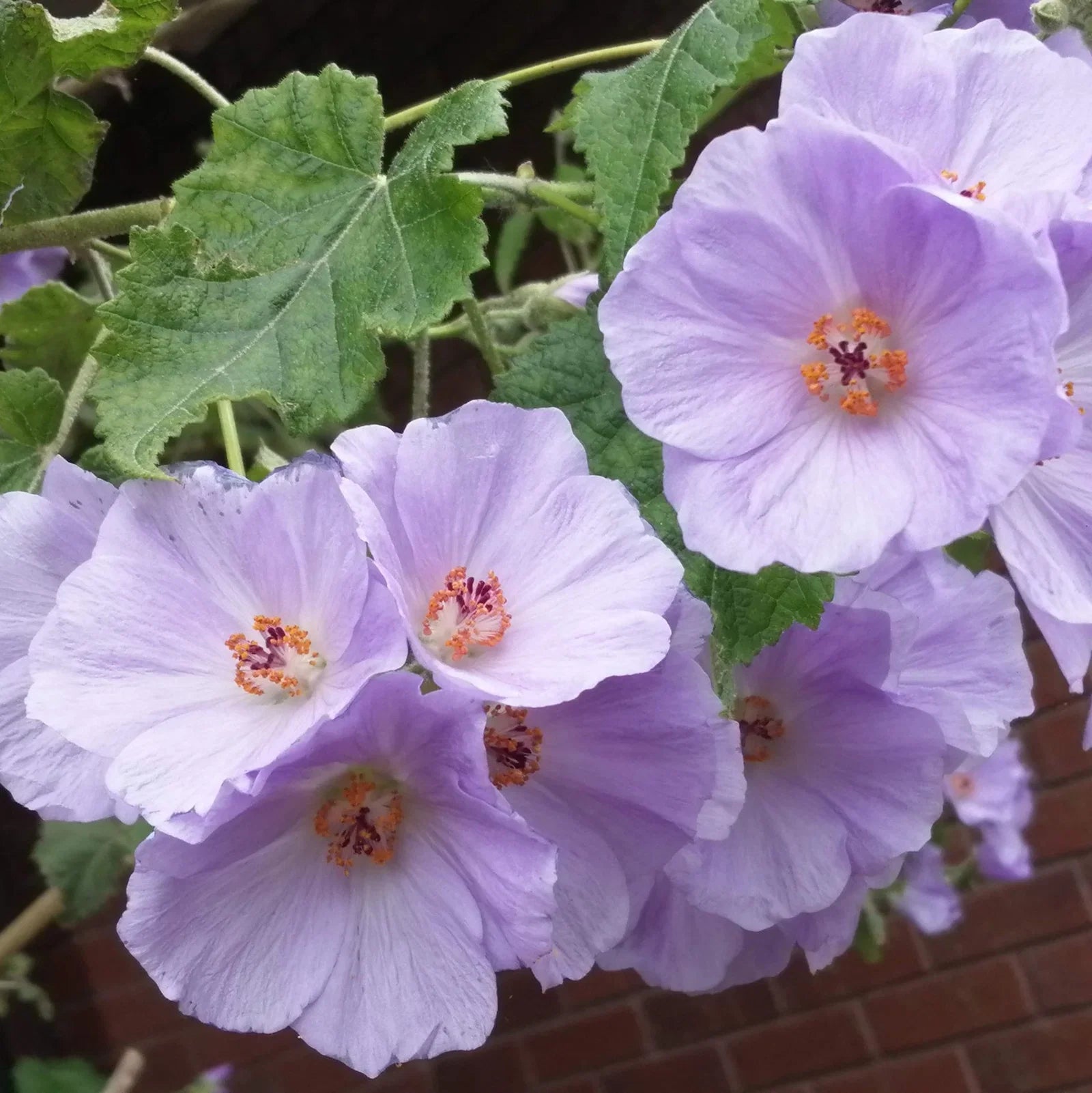 Violet Abutilon Vitifolium Seeds for Planting - Elegant Garden Flowers