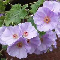 Violet Abutilon Vitifolium Seeds for Planting - Elegant Garden Flowers
