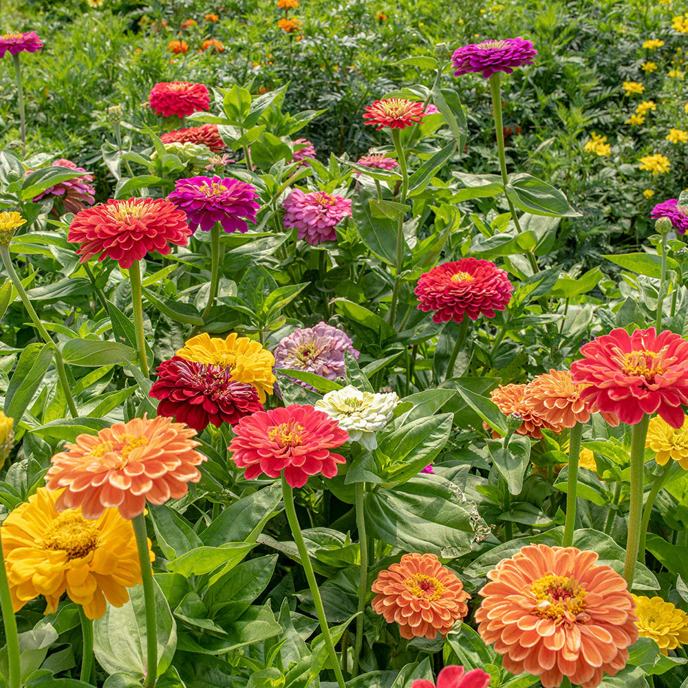 Zinnia Benary Giant Flower seeds for Planting Colorful Display Heirloom & GMO Free Seeds for Home Garden