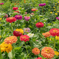 Zinnia Benary Giant Flower seeds for Planting Colorful Display Heirloom & GMO Free Seeds for Home Garden