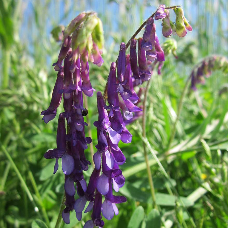 Purple Vetch Flower seeds for Planting - Bright Blooms, Heirloom & GMO Free Seeds for Home Garden
