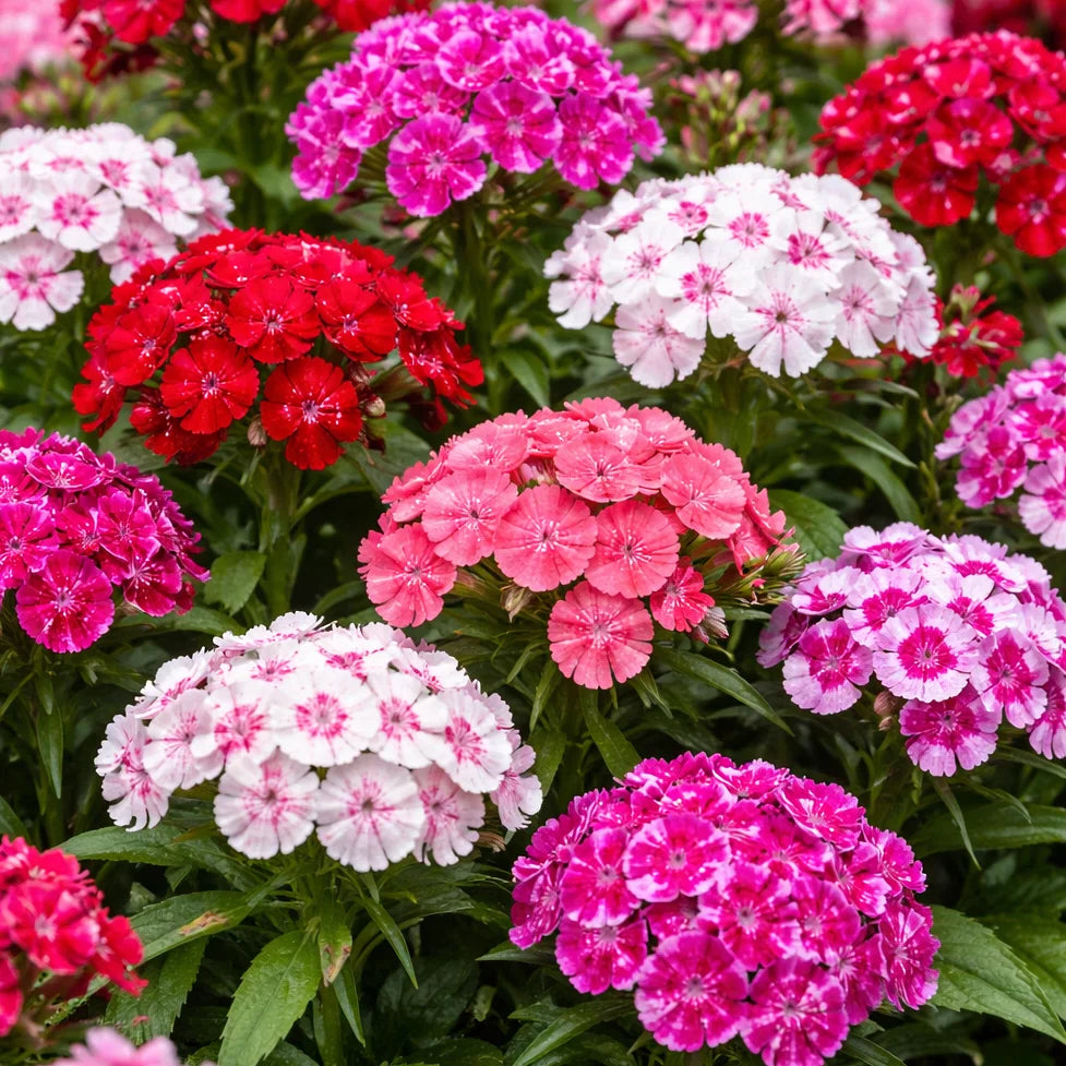 Pink White Dianthus Barbatus Flower seeds for Planting Vibrant Colors Heirloom & GMO Free Seeds for Home Garden 
 
 Sale