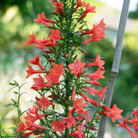 Standing Cypress Flower seeds for Planting Cottage Garden Essential Heirloom & GMO Free Seeds for Home Garden
