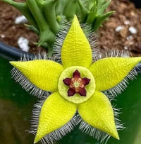 Stapelia Pulchella Flower seeds for Planting - Cut Flower Favorite, Heirloom & GMO Free Seeds for Home Garden