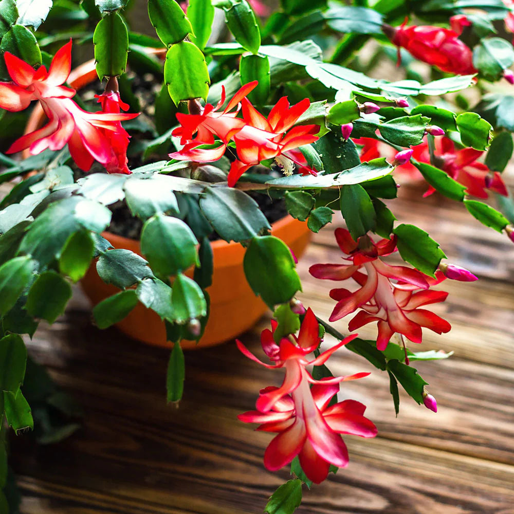 Deep Red Schlumbergera Flower seeds for Planting Long Bloom Season Heirloom & GMO Free Seeds for Home Garden
 
 Sale