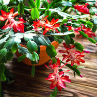 Red Schlumbergera Flower seeds for Planting - Long Bloom Season, Heirloom & GMO Free Seeds for Home Garden