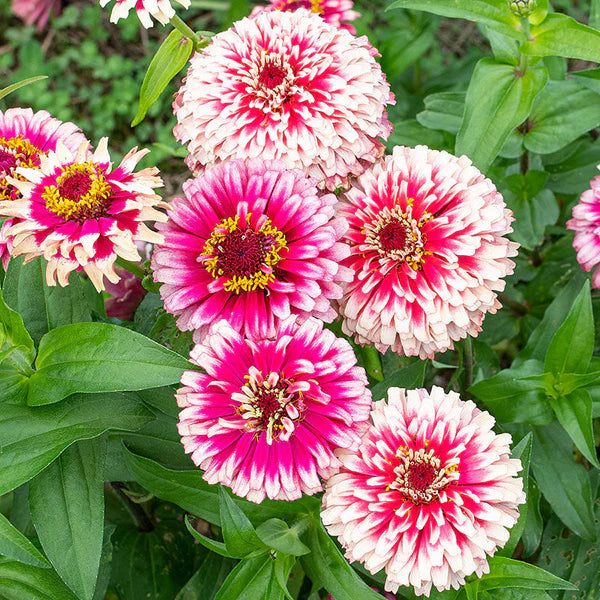 Zinnia White Pink Flower seeds for Planting - Garden Favorite, Heirloom & GMO Free Seeds for Home Garden